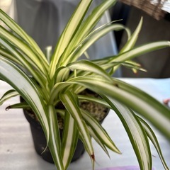 🪴観葉植物オリズルランの画像