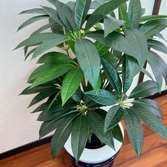 フェイク観葉植物の画像