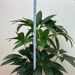 フェイク観葉植物の画像