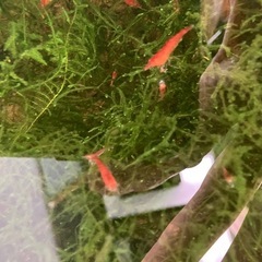 ※お取引き中※🦐赤いミナミヌマエビ【稚エビ100匹以上】➕ウィローモス付の画像