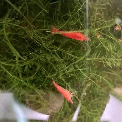 ※お取引き中※🦐赤いミナミヌマエビ【稚エビ100匹以上】➕ウィローモス付の画像