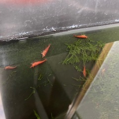 ※お取引き中※🦐赤いミナミヌマエビ【稚エビ100匹以上】➕ウィローモス付の画像