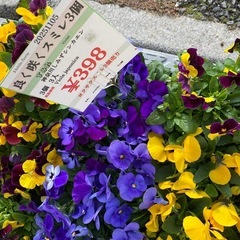 ヨクサクスミレ3個で
の画像