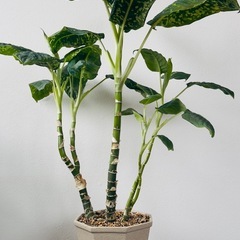 ディフェンバキア 鉢付き 観葉植物の画像