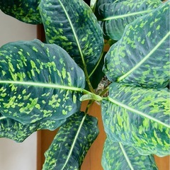 ディフェンバキア 鉢付き 観葉植物の画像