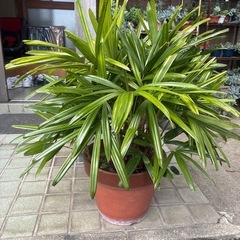 カンノンチク　2個の画像