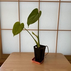 観葉植物 モンステラ デリシオーサ 実生株の画像