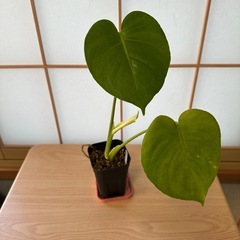 観葉植物 モンステラ デリシオーサ 実生株の画像