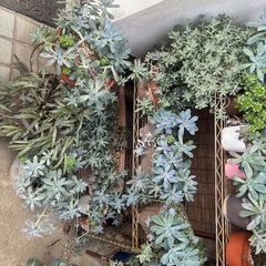 多肉植物　いろんな種類の画像