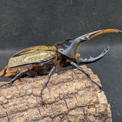 ヘラクレスオオカブトムシ♂♀ペア　11-1の画像