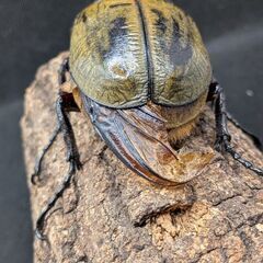 ヘラクレスオオカブトムシ♂♀ペア　11-1の画像