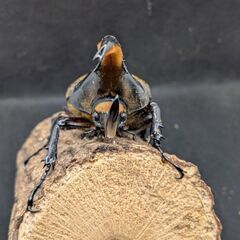 ヘラクレスオオカブトムシ♂♀ペア　11-1の画像