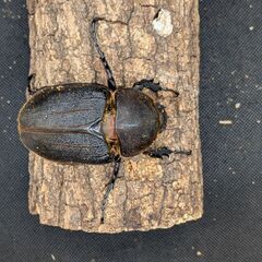 ヘラクレスオオカブトムシ♂♀ペア　11-1の画像