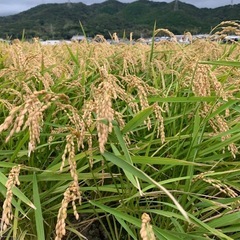 きぬむすめ 30kg 玄米 1等米 新米 農家直送の画像