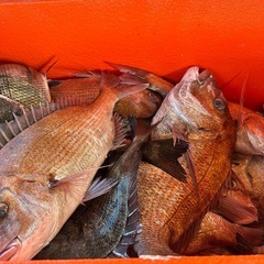 漁業者です！鮮魚入りませんか？生きてるものもあります！の画像