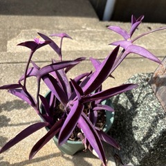 ムラサキツユクサの鉢の画像