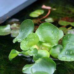 メダカ&布袋草お売りします！の画像