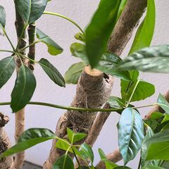 観葉植物（約1.5ｍ）鉢は割れていますの画像