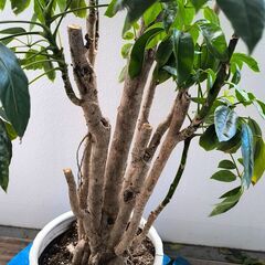 観葉植物（約1.5ｍ）鉢は割れていますの画像