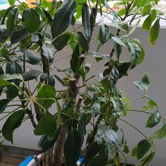 観葉植物（約1.5ｍ）鉢は割れていますの画像