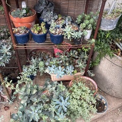 多肉植物　色々の画像
