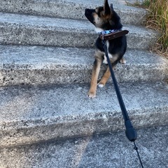 雑種の保護犬です。