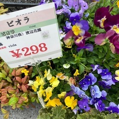 ビオラ1苗298の画像