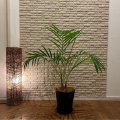 ❇️スタイリッシュな葉形がおしゃれ✨な観葉植物【アレカヤシ】✨の画像