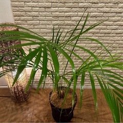 ❇️スタイリッシュな葉形がおしゃれ✨な観葉植物【アレカヤシ】✨の画像