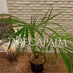 ❇️スタイリッシュな葉形がおしゃれ✨な観葉植物【アレカヤシ】✨