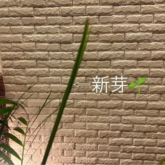 ❇️スタイリッシュな葉形がおしゃれ✨な観葉植物【アレカヤシ】✨の画像