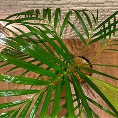 ❇️スタイリッシュな葉形がおしゃれ✨な観葉植物【アレカヤシ】✨の画像