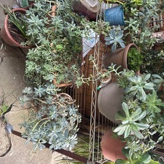 多肉植物　色々の画像