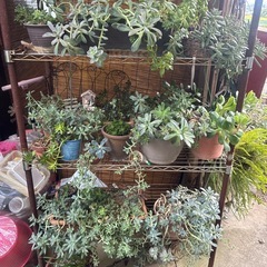 多肉植物　色々の画像