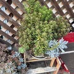 多肉植物　色々の画像