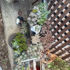 多肉植物　色々の画像