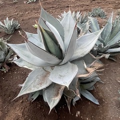 アガベ　ホワイトアイスの画像