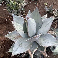 アガベ　ホワイトアイスの画像