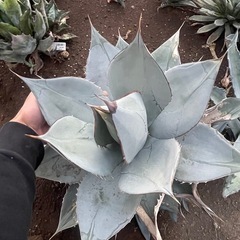 アガベ　ホワイトアイスの画像