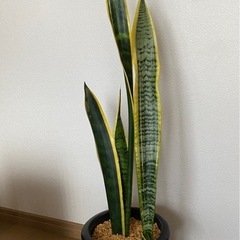 観葉植物　①サンスベリア鉢付きの画像