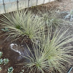 ユッカ　エラータの画像