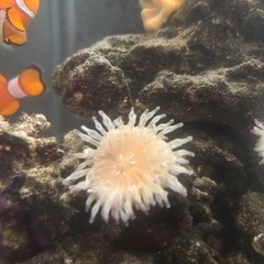 カクレクマノミペア&おまけの画像