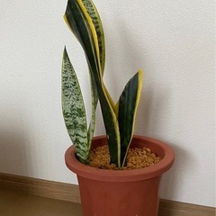 観葉植物　②サンスベリア鉢つきの画像