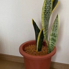 観葉植物　②サンスベリア鉢つきの画像