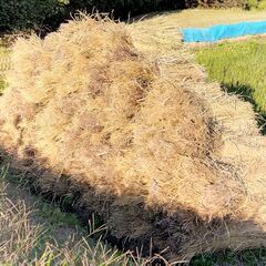 稲藁（軽トラ１台分）無料の画像