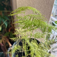 植物🌿の画像