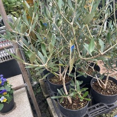 オリーブの木　エルグレコの画像