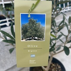 オリーブの木　エルグレコの画像