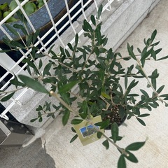 オリーブの木　エルグレコの画像