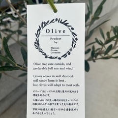 オリーブの木　エルグレコの画像